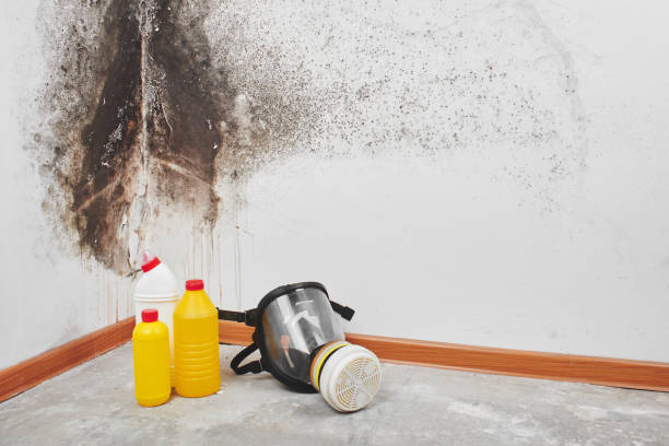 Home Mold Removal in Milan, IN