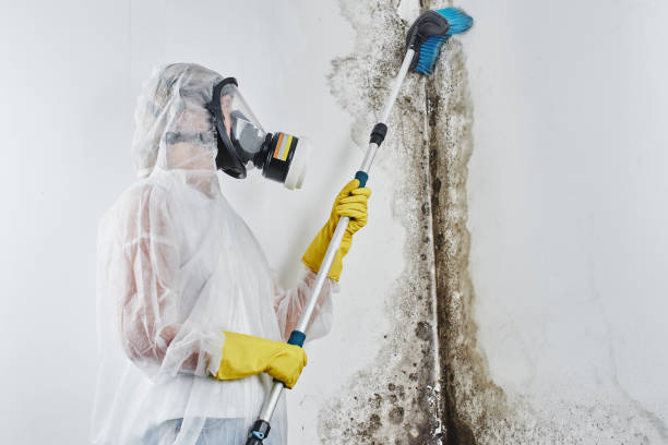 Best Black Mold Removal  in Milan, IN