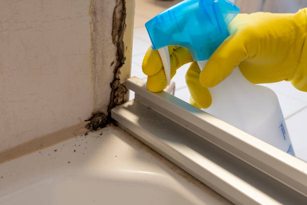 Best Commercial Mold Removal  in Milan, IN