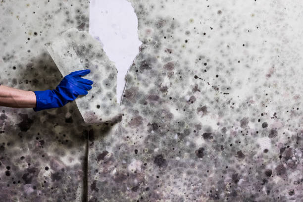 Best Fast Mold Removal  in Milan, IN