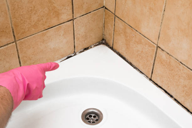 Best Attic Mold Removal  in Milan, IN